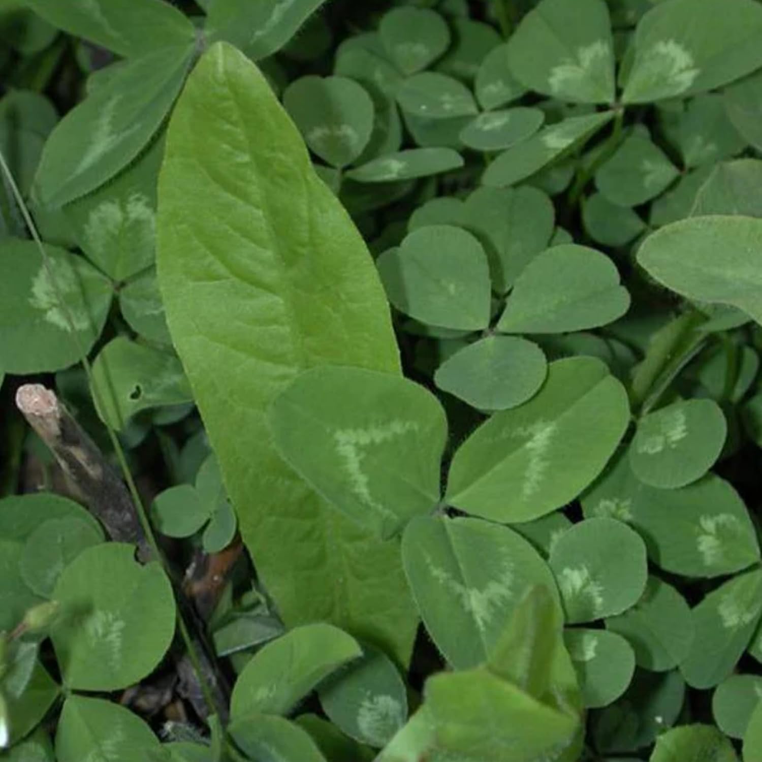 BioLogic New Zealand Clover Plus Chicory Perennial Food Plot Seed